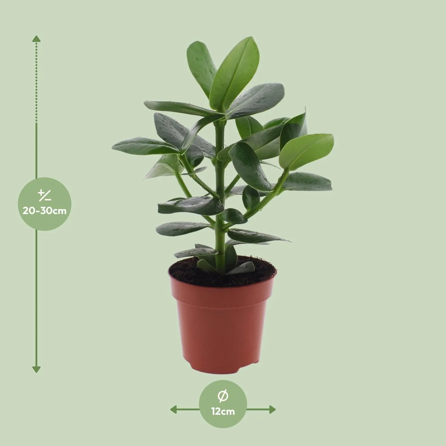 Clusia Rosea Princess (Pig Plant) ↑ 15 cm